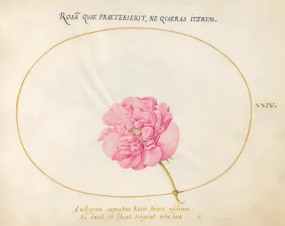 Plate 24 Pink Rose