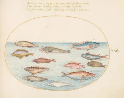 Plate 25 Mediterranean Rainbow Wrasse Other Wrasse A Swallowtail Sea Perch Several Anthiae And Other Fish