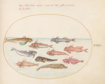 Plate 26 Gurnards Dragonets And Other Fish