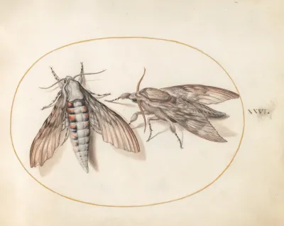 Plate 26 Two Hawk Moths