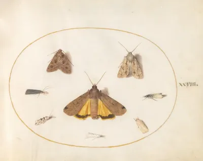 Plate 28 Eight Moths Including A Large Yellow Underwing And Grey Dagger