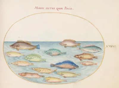 Plate 28 Sea Bream And Other Fish
