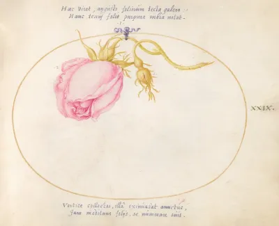 Plate 29 Pink Rose And Rosebud