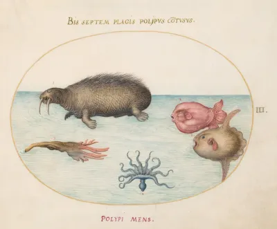 Plate 3 A Walrus A Nine Legged Octopus And Ocean Sunfish