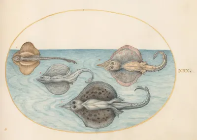 Plate 30 Four Rays