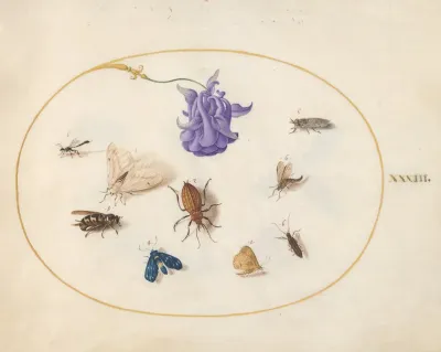 Plate 33 Moth And Butterfly With Other Insects And A Columbine Flower