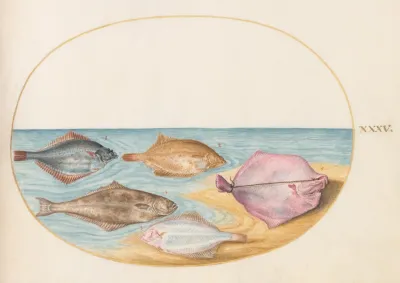 Plate 35 The Undersides Of Turbot And Other Flat Fish