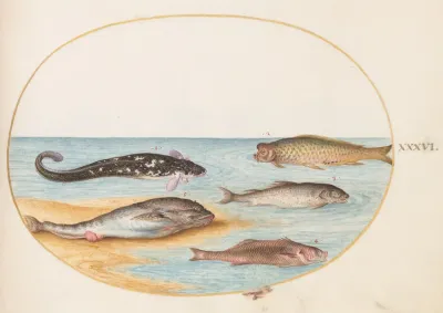 Plate 36 Five Fish Including Carp
