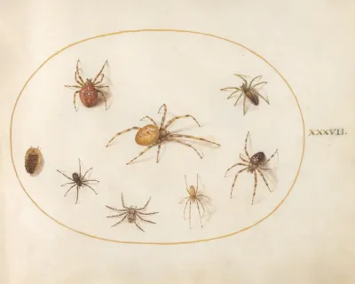 Plate 37 Seven Spiders And An Insect