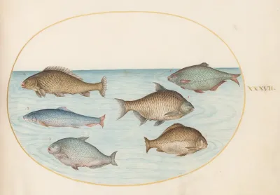 Plate 37 Six Fish Including Carp