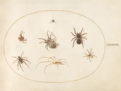 Plate 38 Seven Spiders