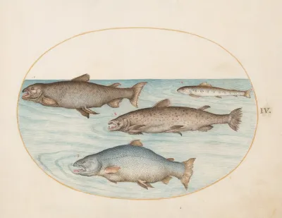 Plate 4 Four Salmon