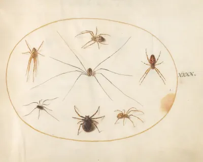 Plate 40 Eight Spiders Including A Cross Spider With An Egg Sac