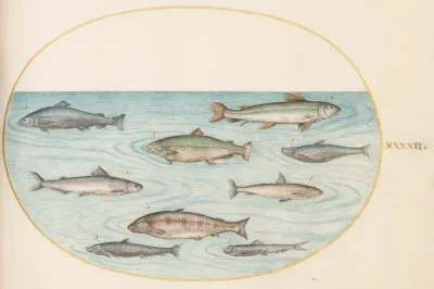 Plate 42 Nine Fish