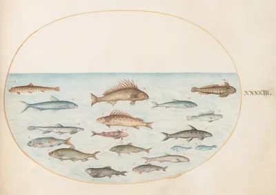 Plate 43 Fifteen Fish