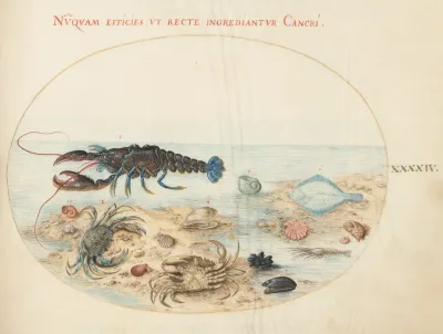Plate 44 Lobster Two Crabs Scallop Shells And Other Sea Life
