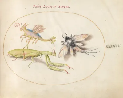 Plate 44 Mantis Mayfly And A Fictional Locust