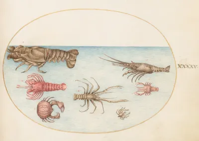 Plate 45 Lobster Squilla Mantis And Other Crustaceans