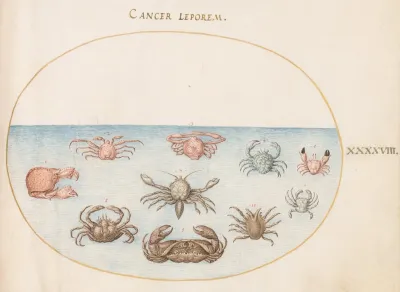 Plate 48 Ten Crabs
