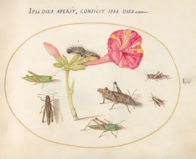 Plate 50 Grasshoppers A Caterpillar And A Scale Insect With A Four Oclock Flower