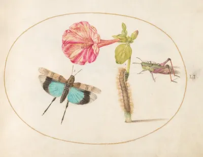 Plate 51 Grasshoppers And A Caterpillar With A Four Oclock Flower