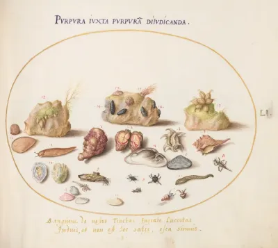 Plate 51 Murex Mollusks Shells Hermit Crabs A Slug Insects And Other Sea Life