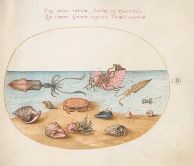 Plate 52 An Argonaut Squid Hermit Crabs Shells And A Crab