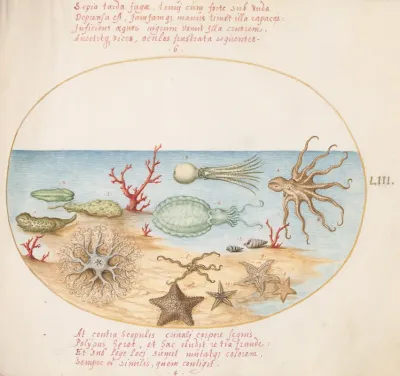 Plate 53 Sea Cucumbers Coral Octopus Starfish Squid And Other Sea Creatures