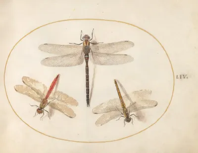 Plate 54 Hairy Dragonfly And Two Darters