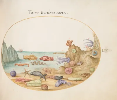 Plate 54 Sea Cucumbers Sea Urchins Starfish A Sea Nettle A Sea Hare And Other Marine Life