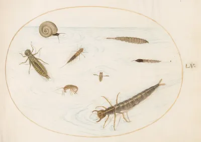 Plate 55 Aquatic Insects And Invertebrates Including A Snail