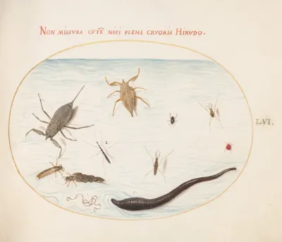 Plate 56 Water Scorpion Water Measurer Pond Skater Red Water Mite Leech And Other Water Insects