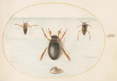 Plate 57 A Diving Beetle And Two Views Of A Backswimmer