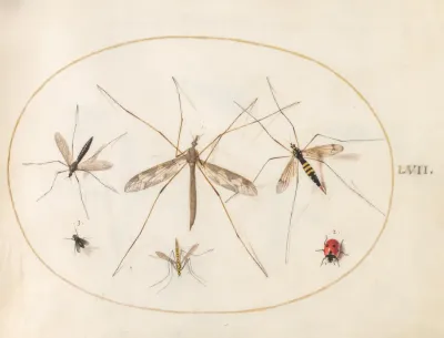 Plate 57 A Ladybug A Fly And Four Other Insects