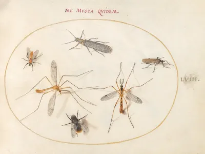 Plate 58 A Bee And Five Other Insects