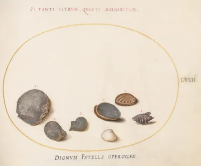 Plate 58 Shells Including Abalone