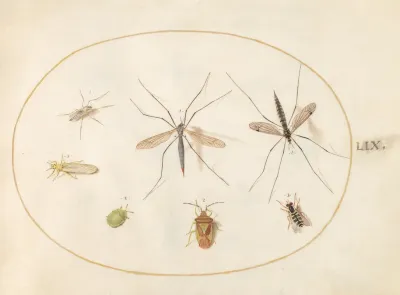 Plate 59 Seven Insects Including A Hawthorn Shield Bug Crane Flies And A Hoverfly