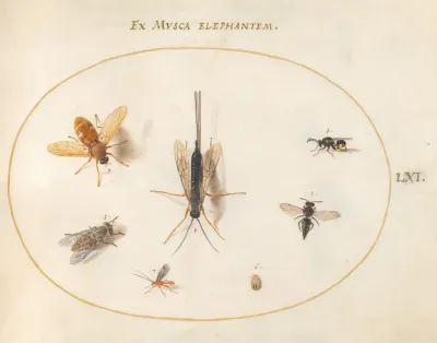 Plate 61 Seven Insects Including Flies