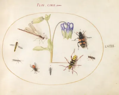 Plate 63 A Dragonfly A Spotted Longhorn A Sexton Beetle And Other Insects With A Blue And White Columbine