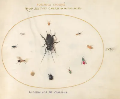 Plate 65 A Cricket Surrounded By Insects Including A Ruby Tailed Wasp