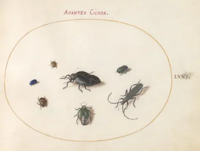 Plate 66 Two Oil Beetles A Longhorn Beetle And Four Other Insects