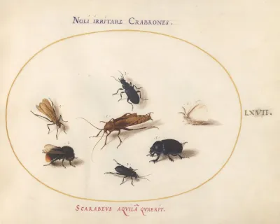 Plate 67 Seven Insects Including A White Butterfly And A Bee