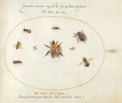 Plate 69 Nine Bees And Other Insects