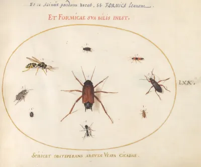 Plate 70 A Roach Surrounded By Insects