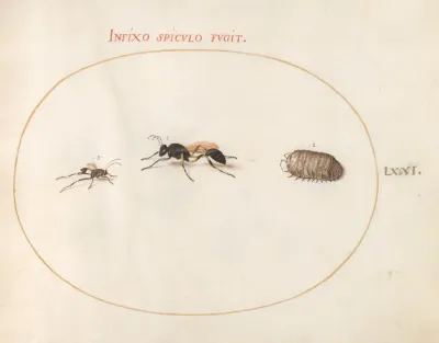Plate 71 Two Wasps And A Pill Bug