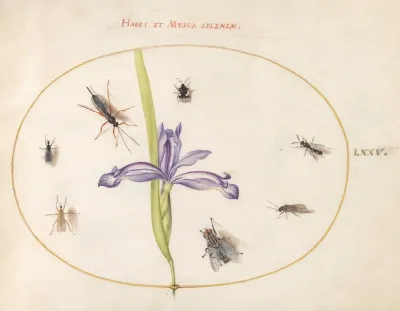 Plate 75 A Fly And Other Insects With An Iris