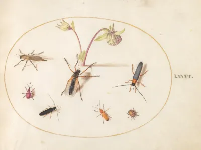 Plate 76 Insects With A Pink And Cream Columbine