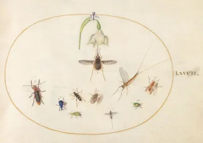 Plate 77 Dotted Bee Fly With A White Flower A Mayfly A Blue Weevil And Other Insects