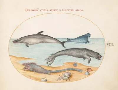 Plate 8 A Dolphin Two Seals A Brethmechin And Shells