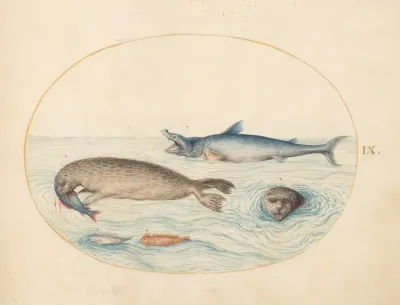 Plate 9 A Great White Shark Two Seals And Two Fish